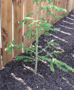 rubber bark tree pit